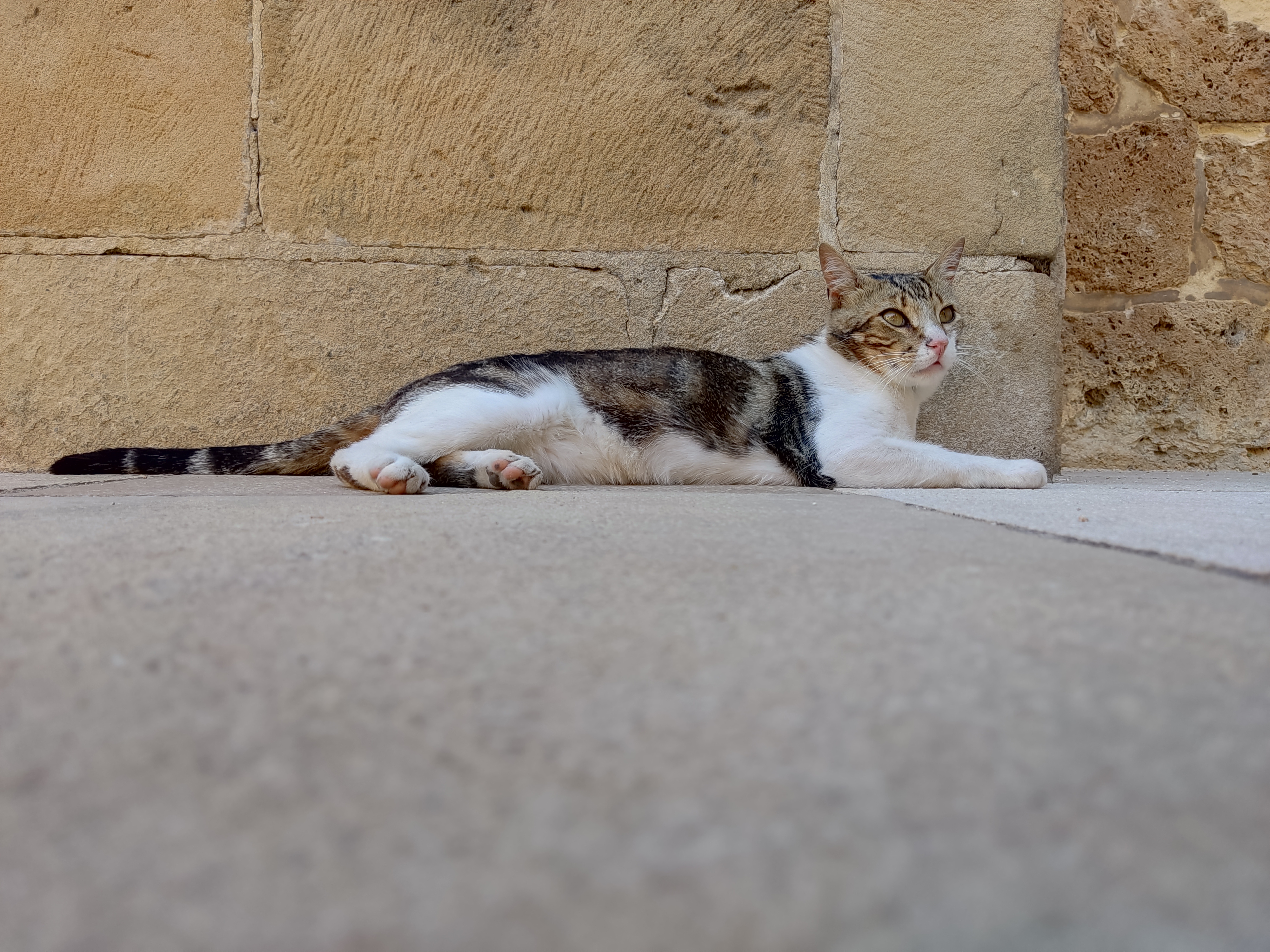 Cat (such a calm fella)