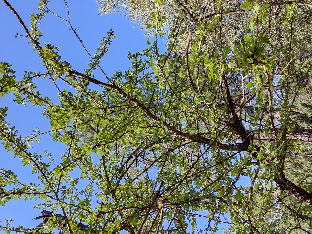 What is this tree?